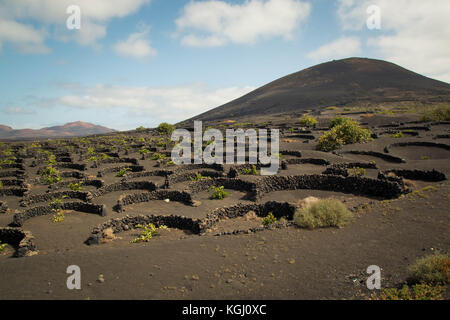 Lanzarote berühmten vulkanischer Weinberge in Geria Region (Kanarische Inseln, Spanien). Stockfoto