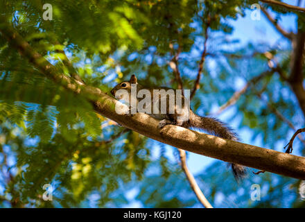 Eastern Grey Eichhörnchen auf einem Ast Baum in South Florida, Vereinigte Staaten. Stockfoto