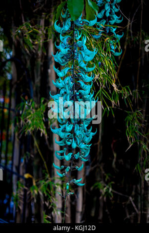 Jade Vine, Smaragd, Türkis Jade Vine, Flor de Jade. Stockfoto