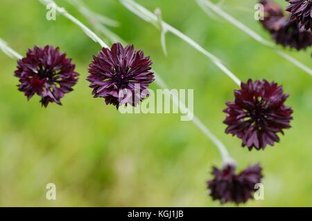 Centaurea cyanus, Kornblume, "Black Ball", Wales, UK. Stockfoto