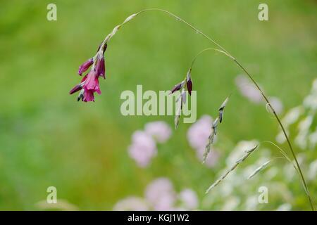 Dierama pulcherrimum, Engel Angel 'Blackbird' mit Defokussierten Mutterkraut und Muskmallow im Hintergrund, Wales, UK. Stockfoto