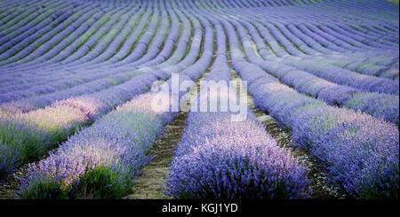 Bereich der Lavendel auf der Hop Farm in der DARENT Tal, Kent, Großbritannien. Stockfoto