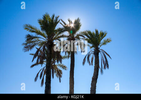 Palmen vor blauem Himmel mit Sonne Stockfoto