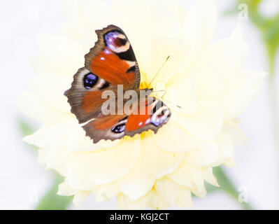 Europäische Tagpfauenauge sitzen auf einer Blume. Stockfoto