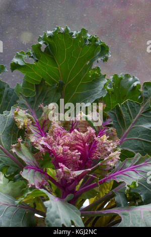 Brassica oleracea acephala, Herbst Zierpflanzen, Kale, lila Kohl Anlage auf hellen Hintergrund Stockfoto