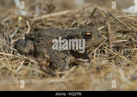 Juvenile Erdkröte (Bufo bufo) Stockfoto