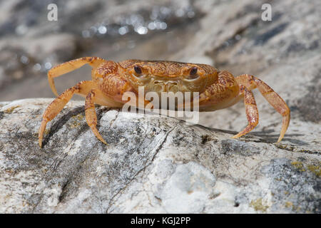 Süßwasser-Krebse (Potamon potamios) Stockfoto