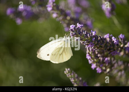 Pieris rapae auf Violett Blumen Stockfoto