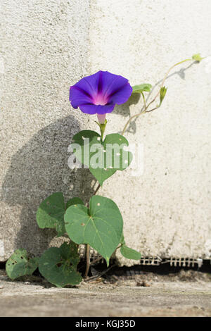 Schönen blauen bindweed in eine Lücke in Beton - Triumph des Lebens wachsenden Stockfoto