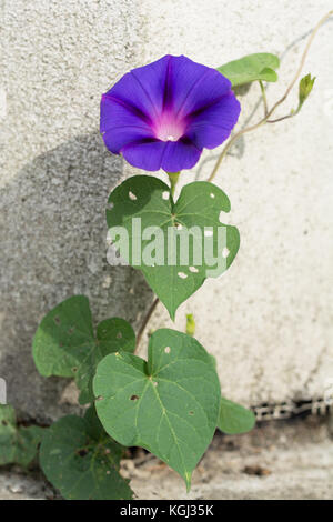 Schönen blauen bindweed in eine Lücke in Beton - Triumph des Lebens wachsenden Stockfoto