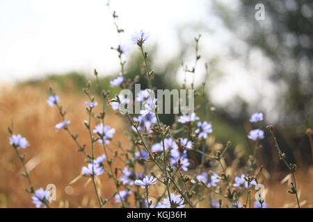 weiße Blumen Stockfoto