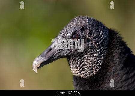 Schwarze Geier, Coragyps atratus, Everglades National Park, Florida Stockfoto