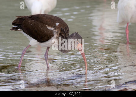 Juvenile American White Ibis (Eudocimus albus) Everglades National Park Stockfoto