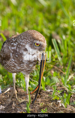 Grabende Eule, Athene cunicularia, mit südlichen Ring-necked Schlange, Diadophis punctatus punctatus, Florida Stockfoto