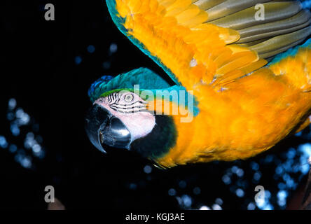 Blau & Gelb Macaw, Ara Ararauna Stockfoto