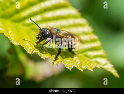 Ein tawny Bergbau Biene sitzt auf einem grünen Blatt, beendet seine Mahlzeit. Stockfoto