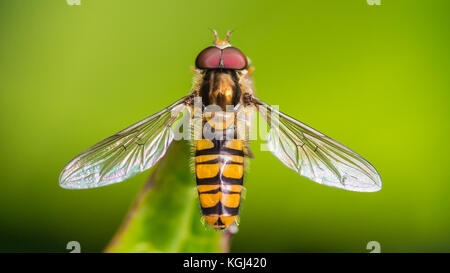 Eine Makroaufnahme eines Hoverfly auf ein Blatt. Stockfoto