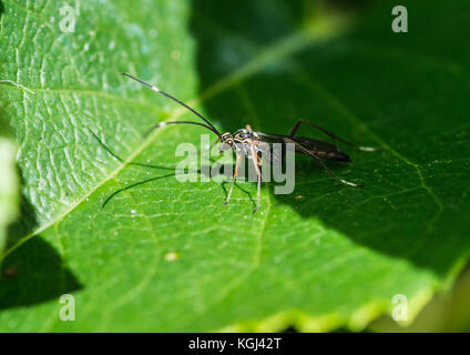 Eine Makroaufnahme eines ichneumon Wasp ruht auf einem grünen Blatt. Stockfoto