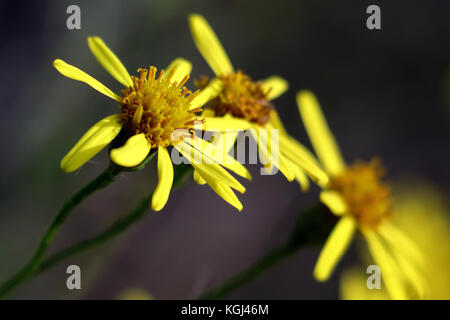 Nahaufnahme der Ragwort Blumen Stockfoto