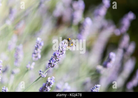 Bumble Bee Fütterung auf Lavendel (Lavandula) in einem Garten in Lytham St. Annes, England, Großbritannien Stockfoto