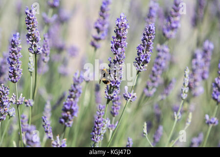 Bumble Bee Fütterung auf Lavendel (Lavandula) in einem Garten in Lytham St. Annes, England, Großbritannien Stockfoto