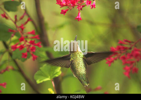 Anna's Kolibri (Calypte Anna) unter den Blumen in Thunderbird Park, Victoria in British Columbia, Kanada schweben Stockfoto