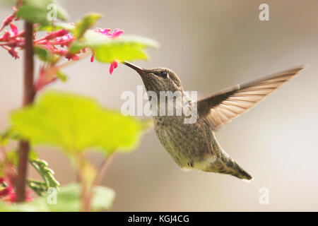 Anna's Kolibri (Calypte Anna) schweben und Fütterung auf Blumen in Thunderbird Park, Victoria in Kanada Stockfoto