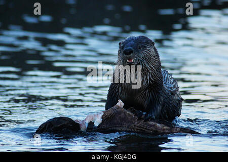 Fluß Fischotter (Lontra canadensis) Essen eine rockfish im Ozean in der Nähe von Qualicum Beach, auf Vancouver Island in British Columbia, Kanada Stockfoto