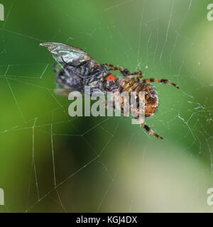 Eine Makroaufnahme einer kreuzspinne Nachbearbeiten seine Beute. Stockfoto