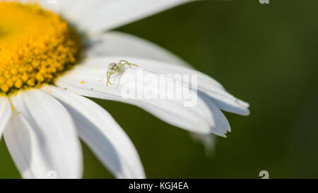 Eine Makroaufnahme einer Krabbe Spinne mit weißen Blütenblättern eines Ochsen Auge Daisy. Stockfoto
