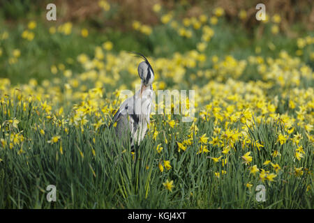 Graureiher (Ardea cinerea) Erwachsenen, Putzen, in blühenden Narzissen, Cumbria, England stand, März Stockfoto