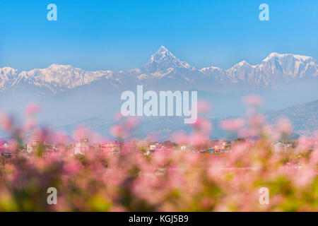 Himalayan Mountain Peak bei Sonnenaufgang (matschaputschare oder fishtail Peak in Nepal) Stockfoto