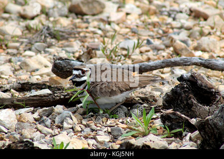 Weibliche killdeer bewacht sein Nest Stockfoto