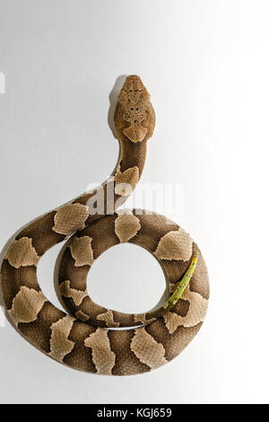 Gelb-tailed broad-band Copperhead snake (agkistrodon contortrix laticinctus) auf weißem Hintergrund zusammengerollt und bereit zum Streik Stockfoto