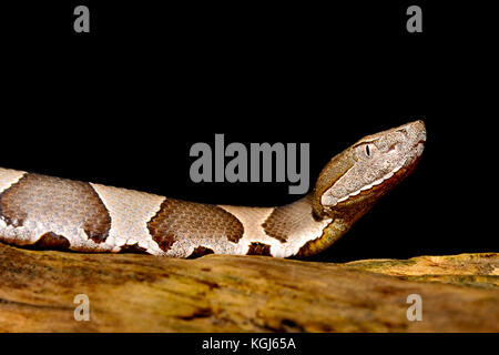 Breites Band copperhead snake (agkistrodon contortrix laticinctus) auf schwarzem Hintergrund Stockfoto