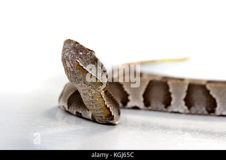 Breites Band copperhead snake (agkistrodon contortrix laticinctus) auf weißem Hintergrund zusammengerollt und bereit zum Streik Stockfoto