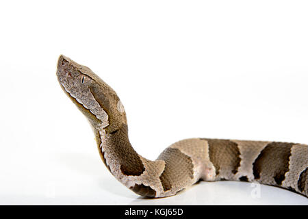 Breites Band copperhead snake (agkistrodon contortrix laticinctus) auf weißem Hintergrund zusammengerollt und bereit zum Streik Stockfoto