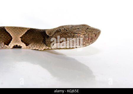 Breites Band copperhead snake (agkistrodon contortrix laticinctus) auf weißem Hintergrund zusammengerollt und bereit zum Streik Stockfoto