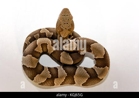 Breites Band copperhead snake (agkistrodon contortrix laticinctus) auf weißem Hintergrund zusammengerollt und bereit zum Streik Stockfoto