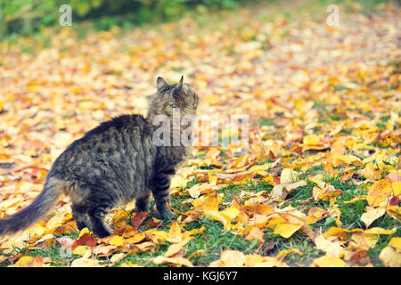 Eine Katze Spaziergänge entlang der Laub im Garten Stockfoto