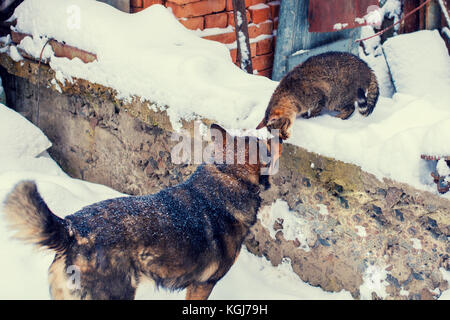 Ein großer Hund spielt mit einer Katze auf dem Hof im Winter Stockfoto