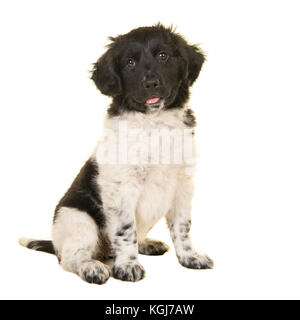 Stabyhoun cute puppy dog sitzen an der Kamera auf einem weißen Hintergrund suchen Stockfoto