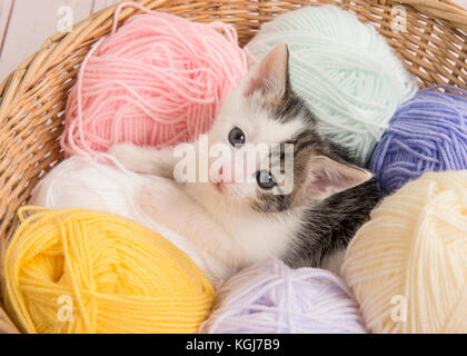 Cute Baby Katze zwischen pastellfarbenen Kugeln aus Wolle in einem Korb suchen Stockfoto