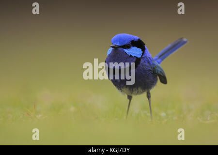 Splendid Märchen wren Stockfoto