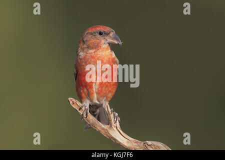 Männliche gegenwechsel Stockfoto