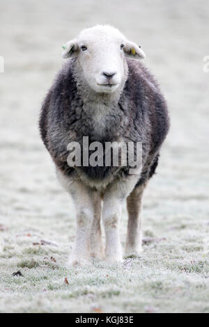 Flintshire, Norden, Großbritannien. 8 Nov, 2017. UK Wetter. Einen kalten frostigen Start für einige heute Nach dem Regen gestern ist ein Tag und Clearing Skies für den Rest des Tages. Ein hardy Herdwick-schafe trotzen den eisigen Temperaturen heute Morgen in einem gefrorenen Feld in dem Dorf Nannerch, Flintshire Stockfoto