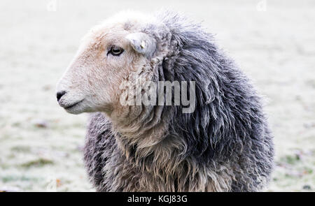 Flintshire, Norden, Großbritannien. 8 Nov, 2017. UK Wetter. Einen kalten frostigen Start für einige heute Nach dem Regen gestern ist ein Tag und Clearing Skies für den Rest des Tages. Ein hardy Herdwick-schafe trotzen den eisigen Temperaturen heute Morgen in einem gefrorenen Feld in dem Dorf Nannerch, Flintshire Stockfoto