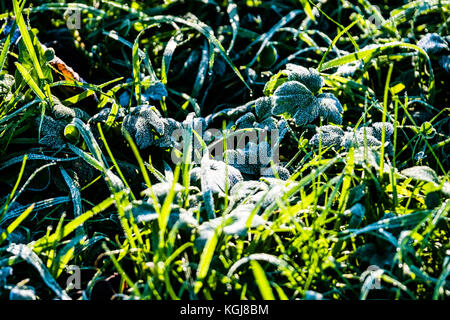 Aberystwyth Wales UK, Mittwoch, 08. November 2017 UK Wetter: Frostkristalle auf den Blättern von Pflanzen im Plascrug Avenue Park in Aberystwyth Wales an einem hellen sonnigen, aber kalten Morgen Quelle: keith morris/Alamy Live News Stockfoto