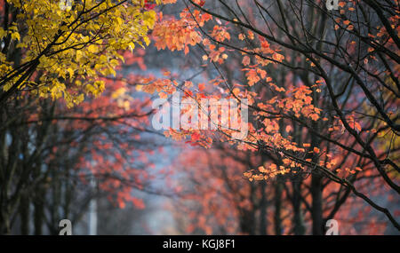 Berlin, Deutschland. November 2017. Bunte Blätter hängen an Ästen vor dem Bundeskanzleramt in Berlin, 08. November 2017. Quelle: Silas Stein/dpa/Alamy Live News Stockfoto