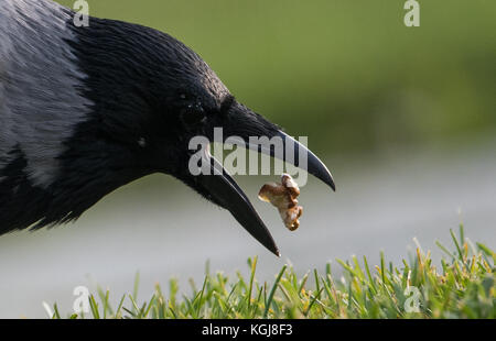 Berlin, Deutschland. November 2017. Eine Kapuzenkrähe, die vor dem Bundeskanzleramt in Berlin einen Nussbaum schnappt, 08. November 2017. Quelle: Silas Stein/dpa/Alamy Live News Stockfoto